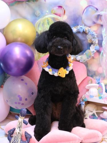 20240822アロちゃん